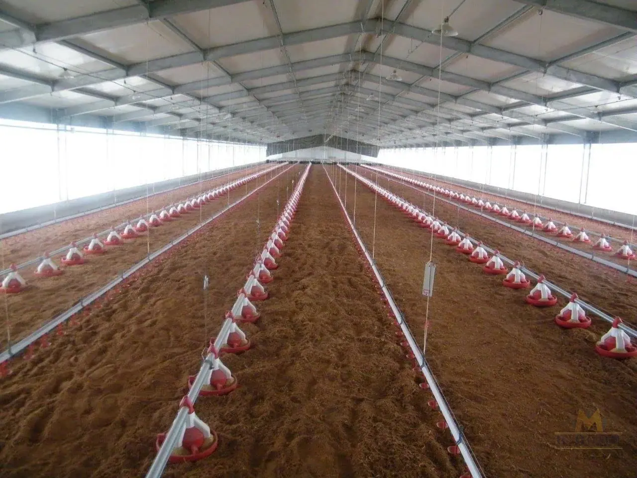 Steel livestock building